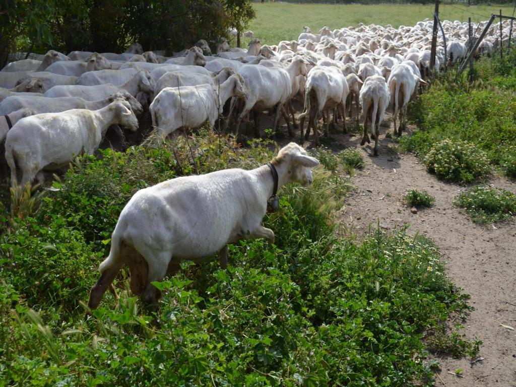 Agriturismo Agrifoglio San Giovanni Suergiu Ngoại thất bức ảnh