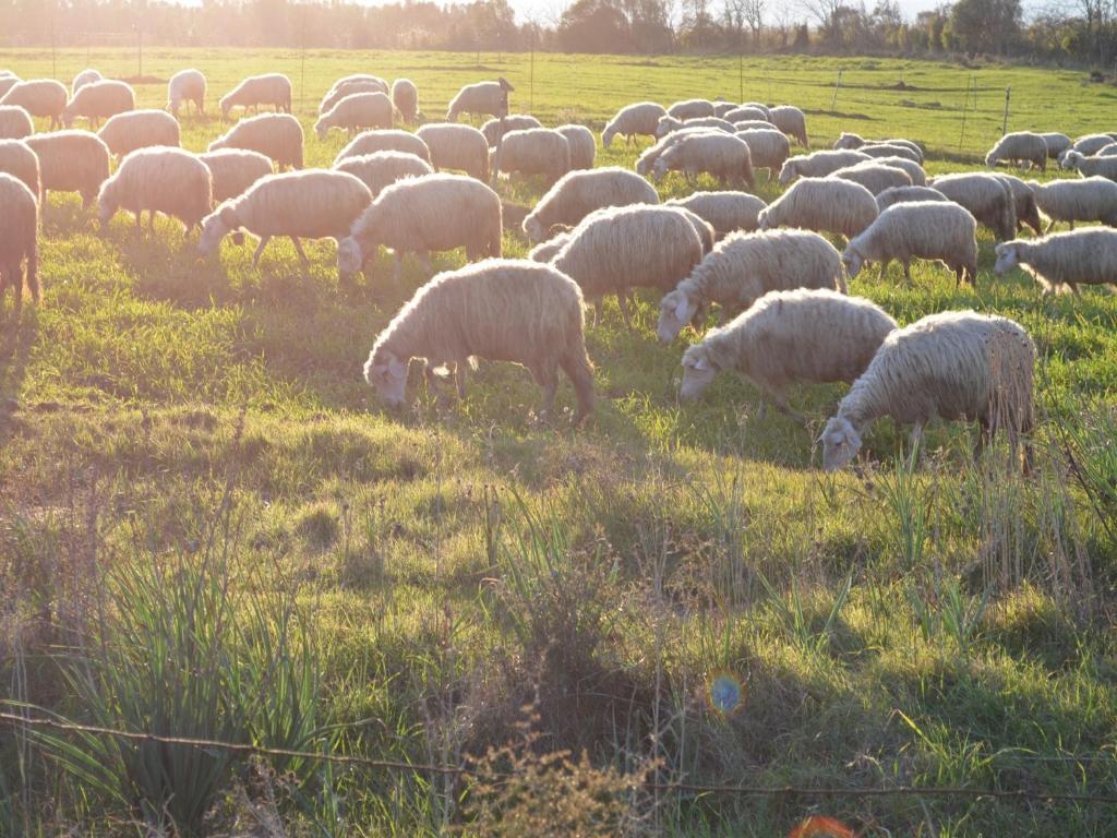 Agriturismo Agrifoglio San Giovanni Suergiu Ngoại thất bức ảnh