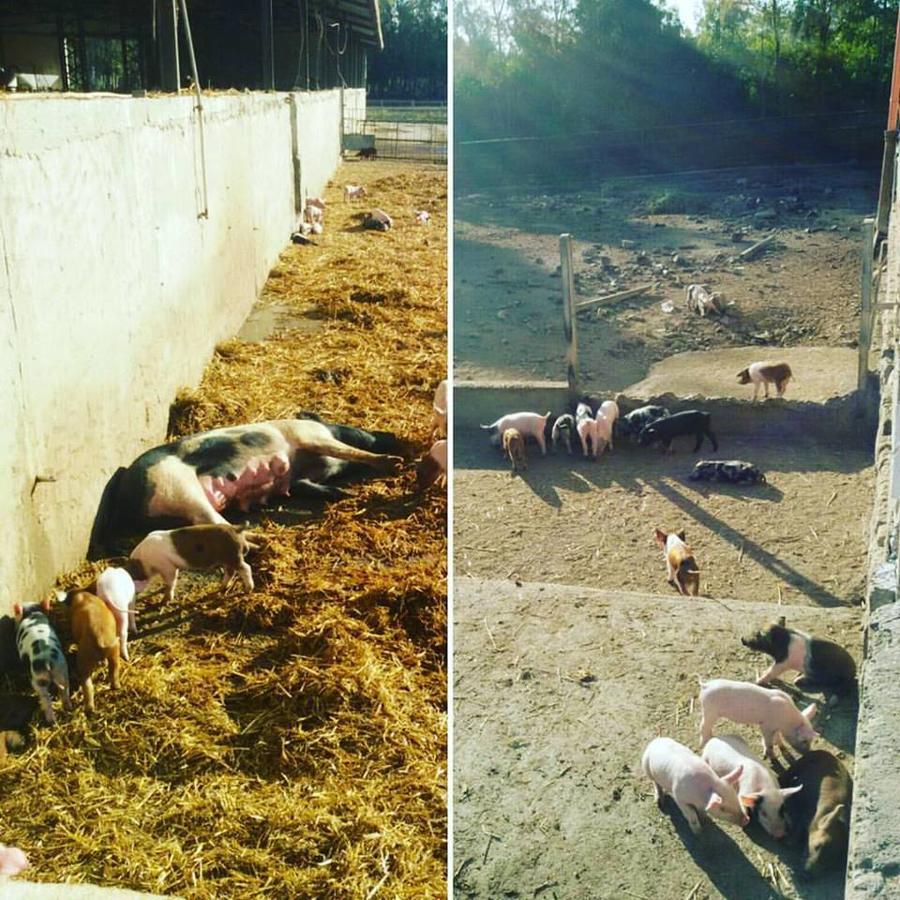 Agriturismo Agrifoglio San Giovanni Suergiu Ngoại thất bức ảnh
